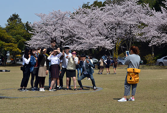 1일 오후 만우절을 맞아 고교시절 교복을 입고 등교한 대학생들이 제주대학교 캠퍼스에 만개한 벚꽃을 배경으로 기념사진을 찍고 있다.<헤드라인제주>