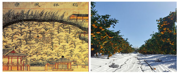 조선시대의 감귤원 모습, 귤림풍악(왼쪽)과 최근의 감귤원, 피복재배 모습.