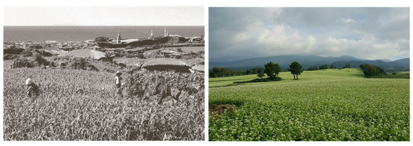 1960년대 조 재배 포장(왼쪽), 최근 조성된 오라동 메밀재배단지.