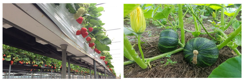 왼쪽부터 딸기 고설 재배 모습과 단호박 재배 모습