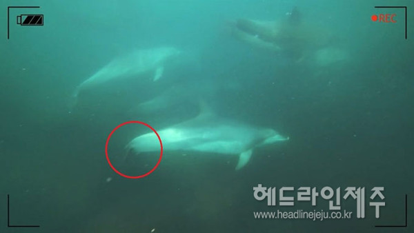 서귀포시 대정읍 연안에서 촬영한 꼬리 없는 돌고래 '오래'. 사진출처 이정준 감독 '돌핀맨' 유튜브 ⓒ헤드라인제주