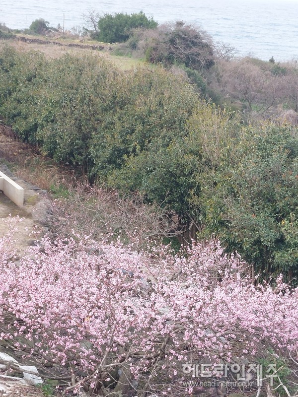 제주시 애월읍 하귀1리 산책길에 만개한 복숭아꽃.