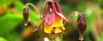 한라산의 아름다운 보물들...&#039;매발톱꽃, 자귀나무&#039;